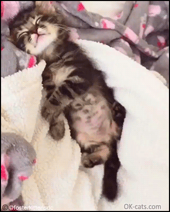 Sleepy Cat Stretching Out GIF