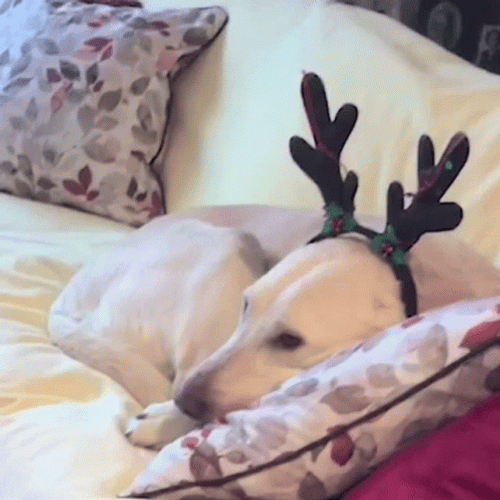 Sleepy Christmas Dog Season Fail GIF