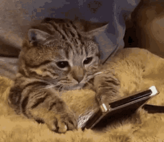 Sleepy Cute Cat Watching Phone GIF
