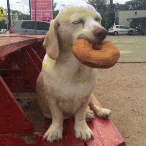Sleepy Dog Biting Bagel GIF
