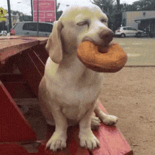 Sleepy Dog Biting Donut GIF