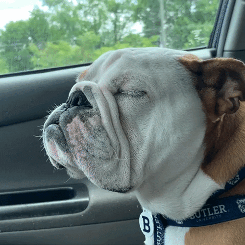 Sleepy Dog Car Ride GIF