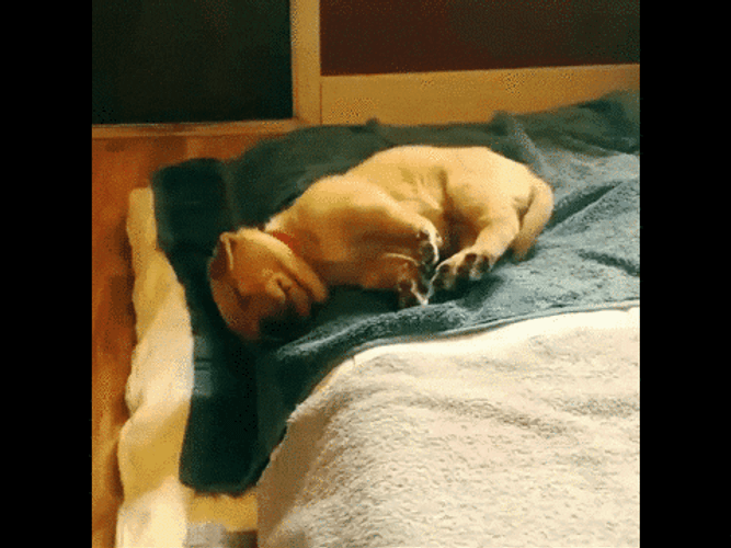 Sleepy Dog Falling From Bed GIF