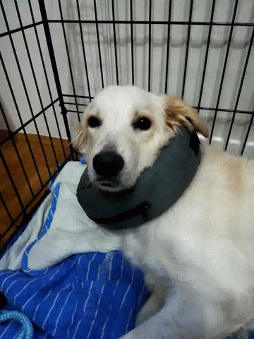 Sleepy Dog GIF