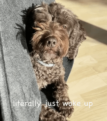 Sleepy Dog Just Woke Up GIF
