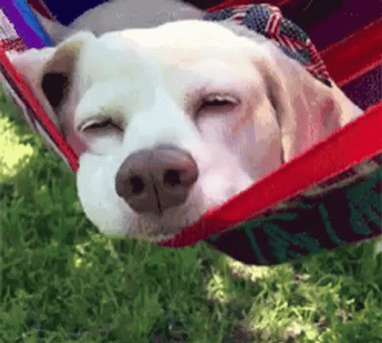 Sleepy Dog Nap Outside GIF