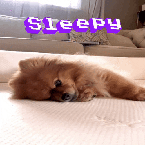 Sleepy Dog Pomeranian GIF