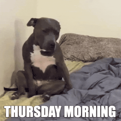 Sleepy Dog Thursday Morning Meme GIF