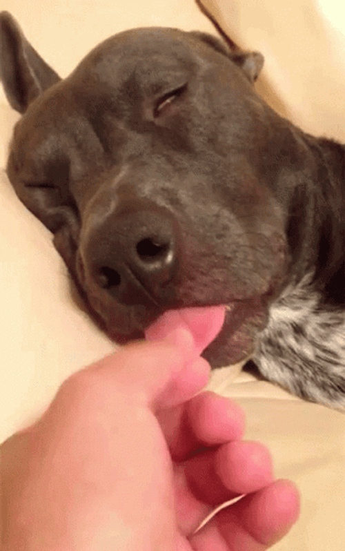 Sleepy Dog Tongue Pull GIF