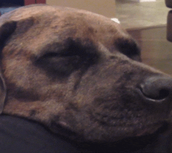 Sleepy English Mastiff Dog Smile GIF