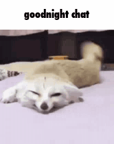 Sleepy Fennec Fox Goodnight Chat GIF