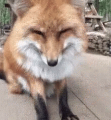 Sleepy Fox Laying Down GIF