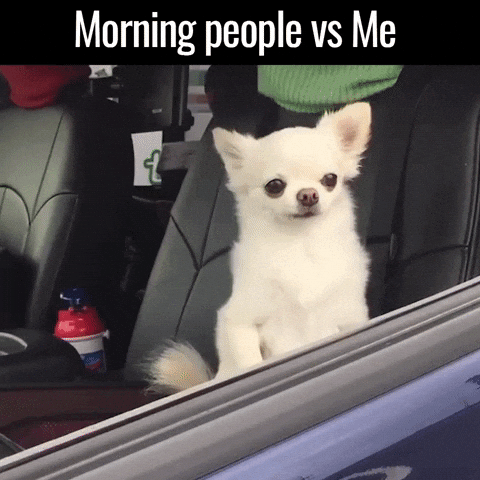 Sleepy Good Morning Chihuahua GIF
