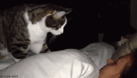 Sleepy Good Morning Waking Humans Up GIF