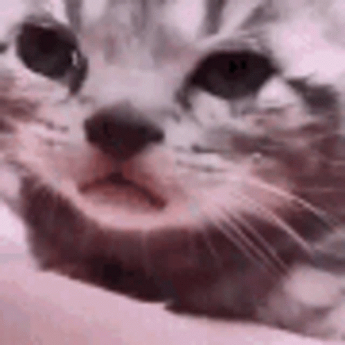 Sleepy Head Beluga Cat GIF