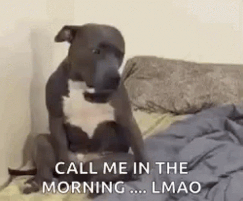 Sleepy Head Funny Dog Meme GIF