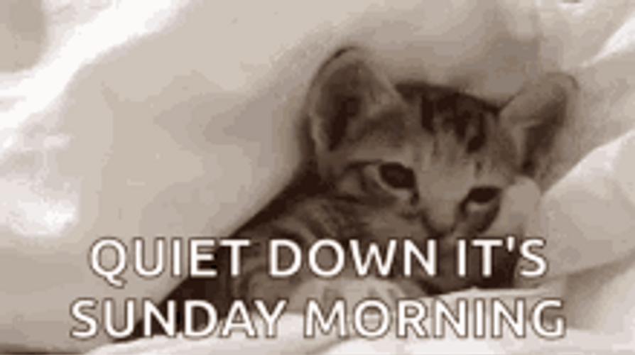 Funny Good Morning Sliding Cat GIF