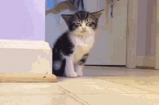 Sleepy Little Cat Falling On Floor GIF