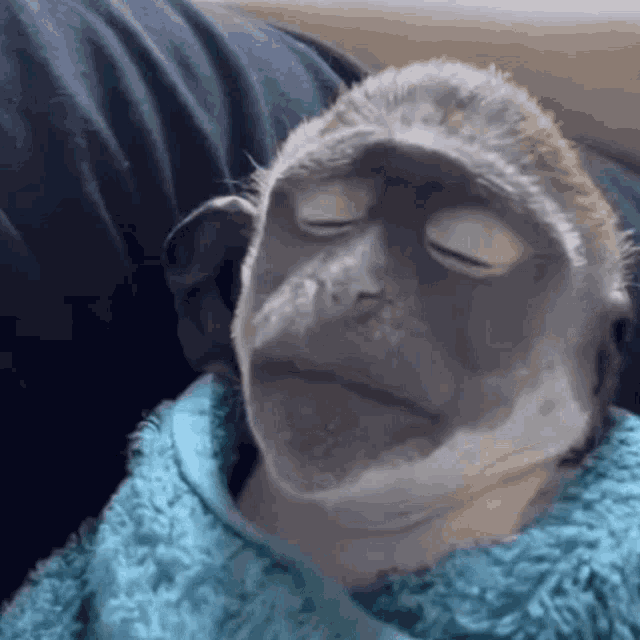 Sleepy Little Monkey GIF