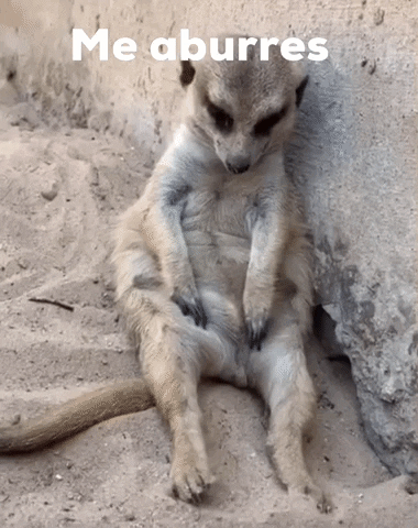 Sleepy Meerkat Boring Moment GIF
