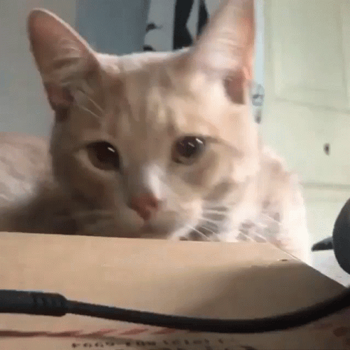 Sleepy Orange Cat Meow GIF