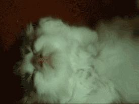 Sleepy Persian Cat GIF