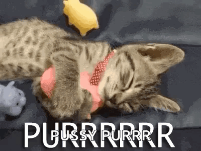Sleepy Purr Cat GIF