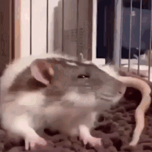 Sleepy Rat Yawn Stretching GIF