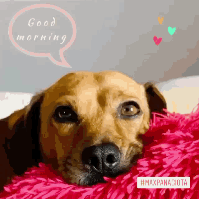 Sleepy Rhodesian Ridgeback Good Morning Puppy Greet GIF