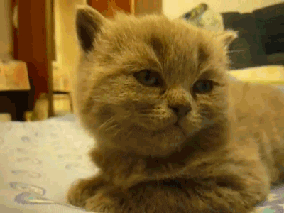 Sleepy Staring Cat GIF
