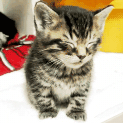 Sleepy Tabby Cat GIF