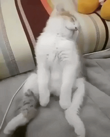 Sleepy Turkish Angora Cat GIF
