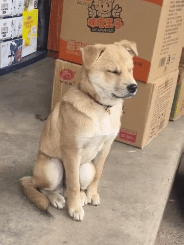 Sleepy Weak Dog Meme GIF