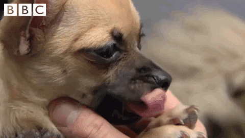 Sleepy Yawning Dog Bed Time GIF