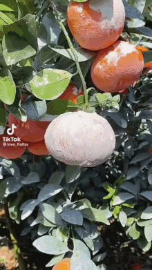Slicing Juicy Orange Fruit GIF