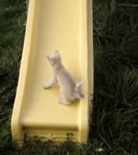Slide White Cat Running GIF
