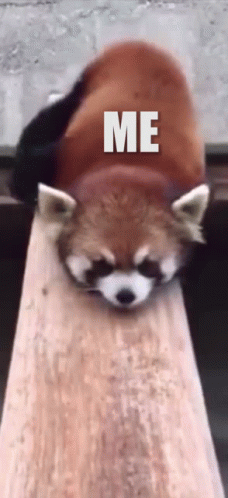 Sliding Red Panda GIF