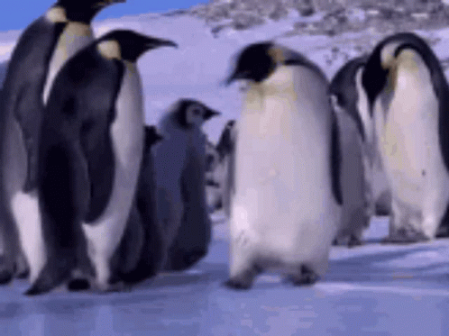 Slip Emperor Penguin Falling GIF