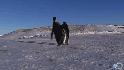 Slip Falling Down African Penguin GIF