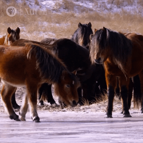 Slip Pony Horse GIF
