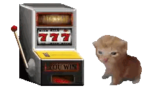 Slot Machine Says You Win Next To Kitten