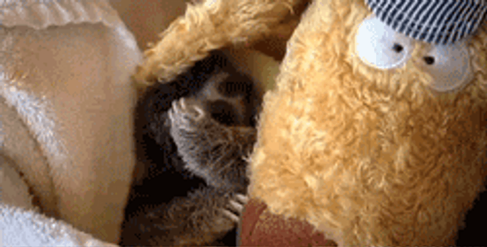 Sloth Animal Hiding GIF