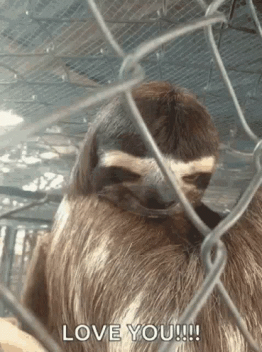 Sloth Behind Chain Link Fence Love You GIF