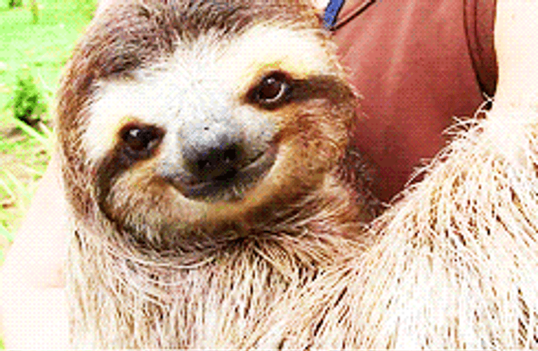 Sloth Charmingly Smiling GIF