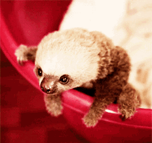 Sloth Clinging To The Basin GIF