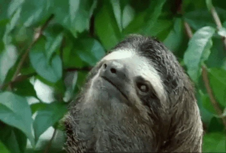 Sloth Closing His Eyes GIF