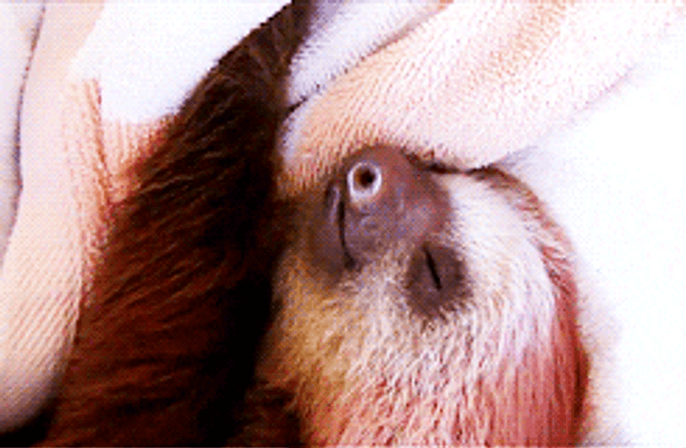 Sloth Deeply Sleeping GIF