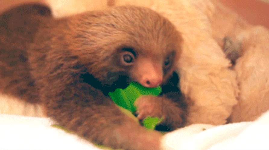 Sloth Eating Leaves GIF