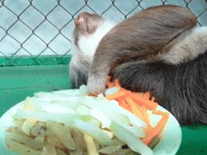 Sloth Eating Vegetables GIF