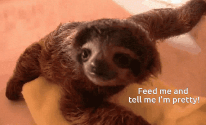 Sloth Feed Me I Am Pretty GIF